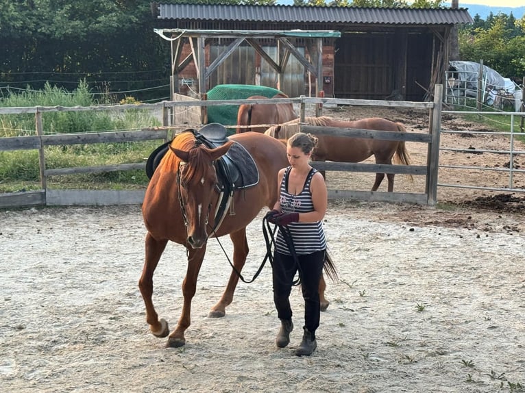 Oldenburger Merrie 16 Jaar 165 cm Donkere-vos in Dechantskirchen
