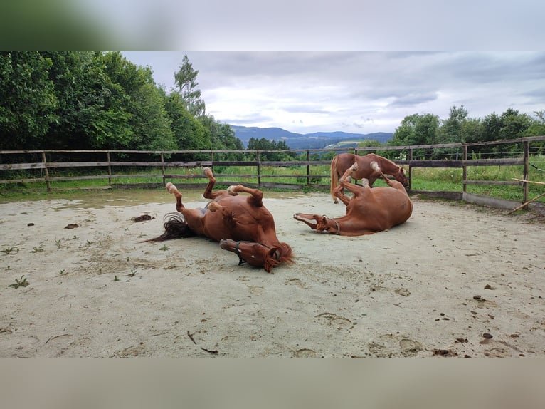 Oldenburger Merrie 16 Jaar 165 cm Donkere-vos in Dechantskirchen