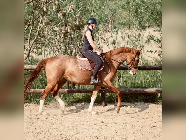 Oldenburger Merrie 16 Jaar 165 cm Vos in Bremen