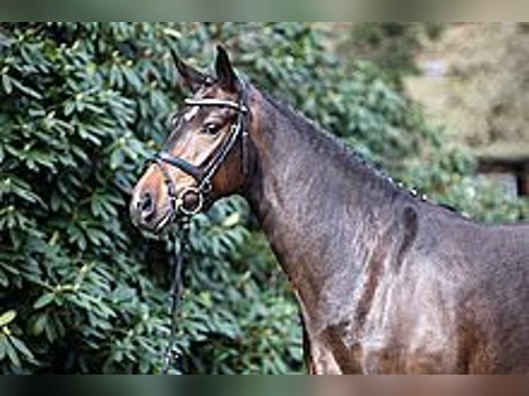 Oldenburger Merrie 16 Jaar 166 cm Donkerbruin in Vechta