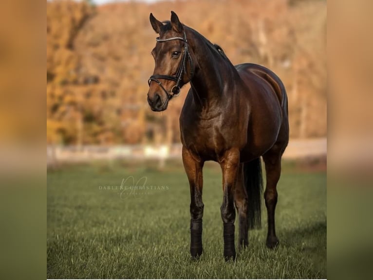 Oldenburger Merrie 16 Jaar 168 cm Bruin in GanderkeseeGanderkesee