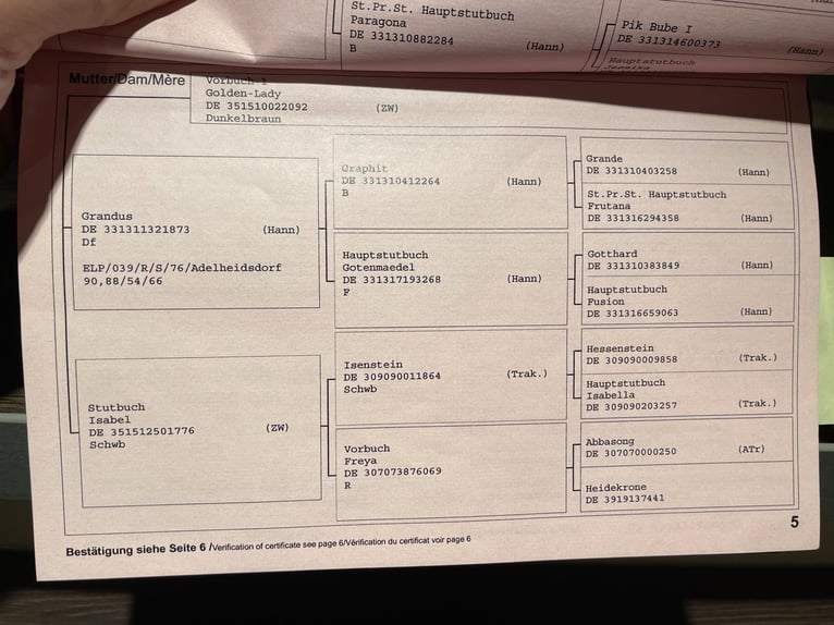 Oldenburger Merrie 16 Jaar 168 cm Donkerbruin in Hanstedt