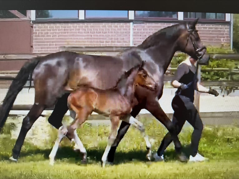 Oldenburger Merrie 16 Jaar 168 cm Zwartbruin in Winsen (Luhe)