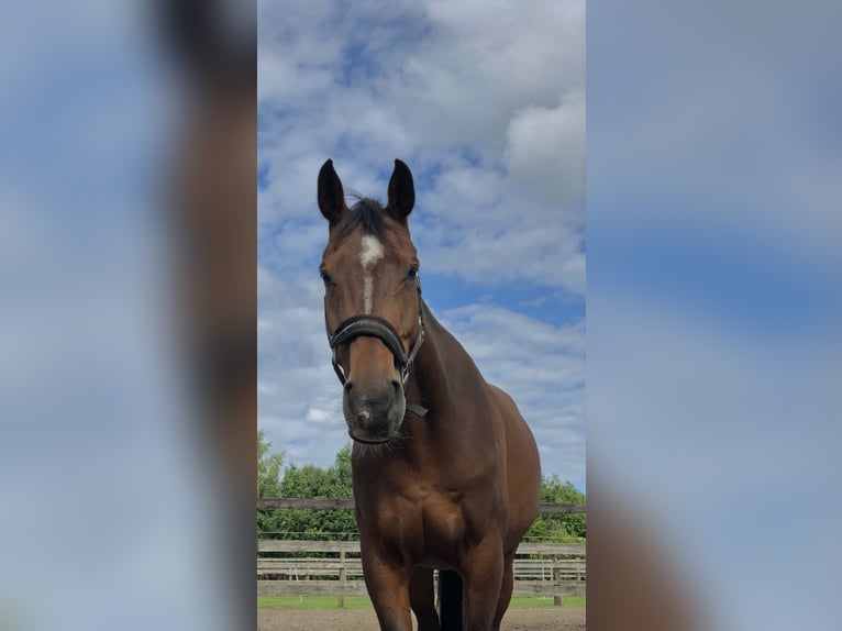 Oldenburger Merrie 16 Jaar 169 cm Bruin in Bramsche