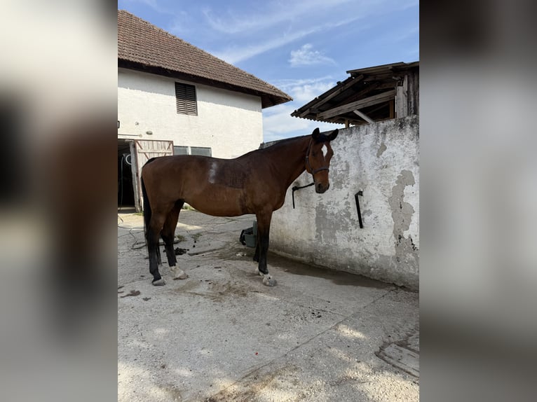 Oldenburger Merrie 16 Jaar 170 cm Bruin in Asten
