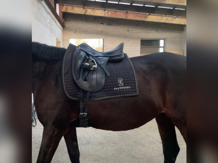 Oldenburger Merrie 16 Jaar 170 cm Bruin in Schlangen