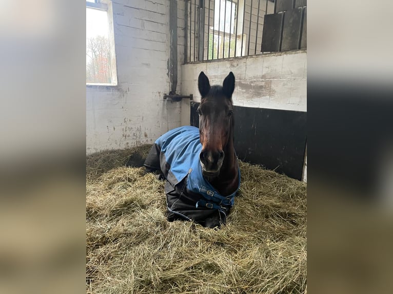 Oldenburger Merrie 16 Jaar 170 cm Bruin in Schlangen