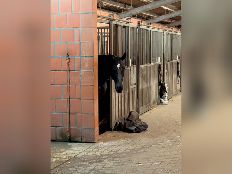Oldenburger Merrie 16 Jaar 170 cm Zwart in Schwanewede