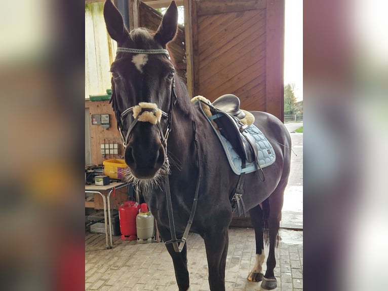 Oldenburger Merrie 16 Jaar 170 cm Zwart in Schwanewede