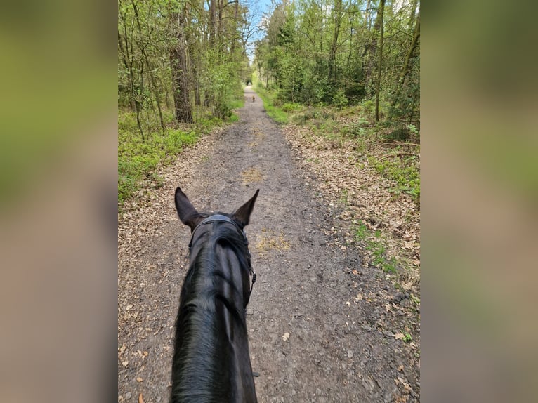 Oldenburger Merrie 16 Jaar 170 cm Zwart in Schwanewede