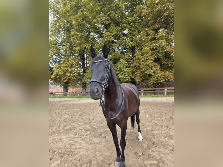 Oldenburger Merrie 16 Jaar 170 cm Zwart in Obermützkow