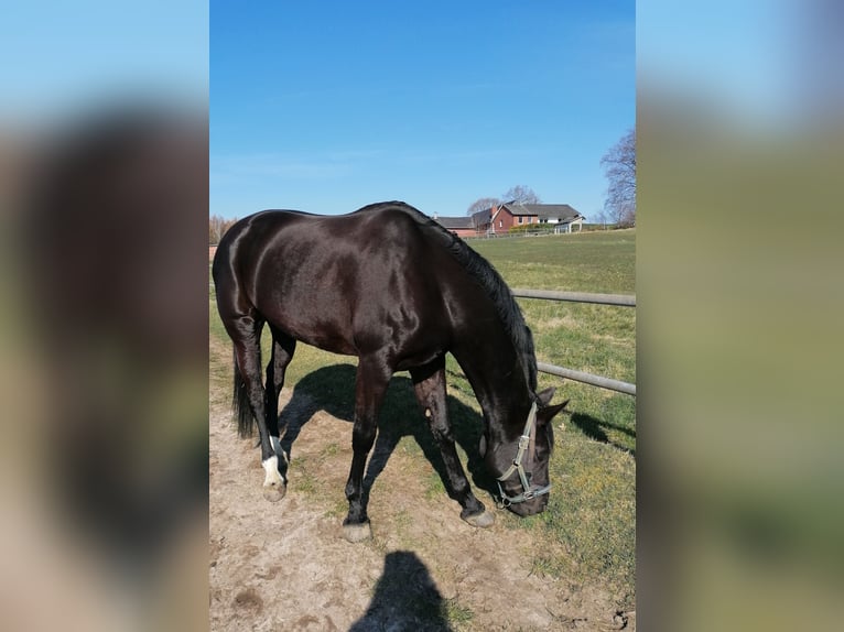 Oldenburger Merrie 16 Jaar 186 cm Zwart in Bippen