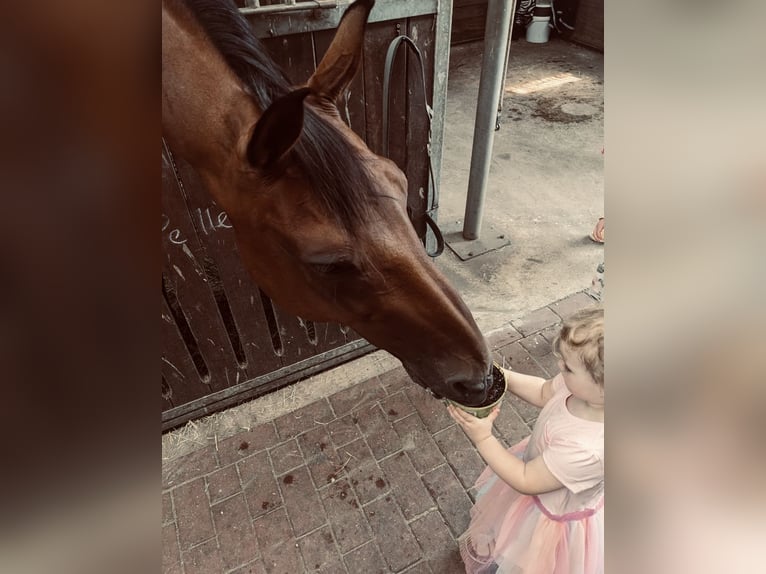 Oldenburger Merrie 16 Jaar Bruin in Bramsche