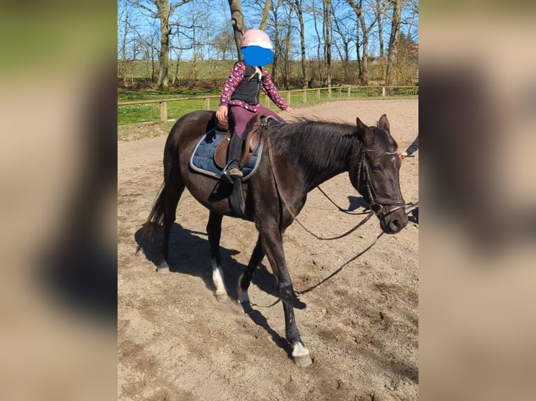 Oldenburger Merrie 17 Jaar 160 cm Zwart in Rubkow