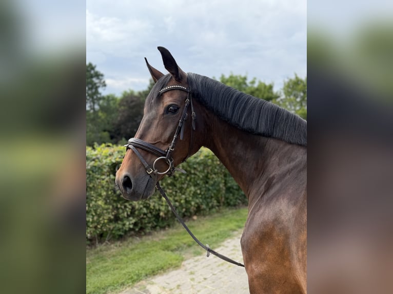 Oldenburger Merrie 17 Jaar 162 cm Bruin in Bad Salzuflen