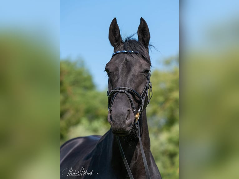 Oldenburger Merrie 17 Jaar 162 cm Zwart in Königswinter