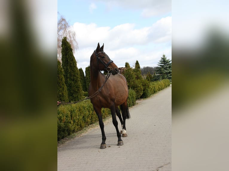 Oldenburger Merrie 17 Jaar 164 cm Bruin in Rothenburg/Oberlausitz