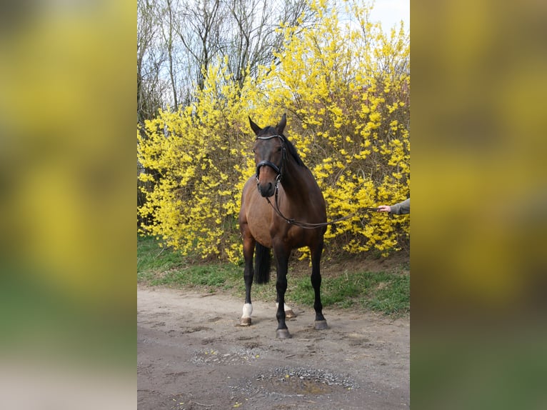 Oldenburger Merrie 17 Jaar 164 cm Bruin in Rothenburg/Oberlausitz