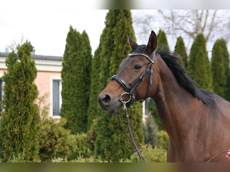 Oldenburger Merrie 17 Jaar 164 cm Bruin in Rothenburg/Oberlausitz