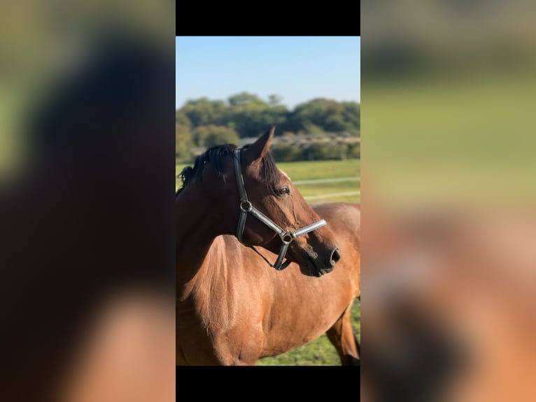 Oldenburger Merrie 17 Jaar 164 cm Bruin in Calbe