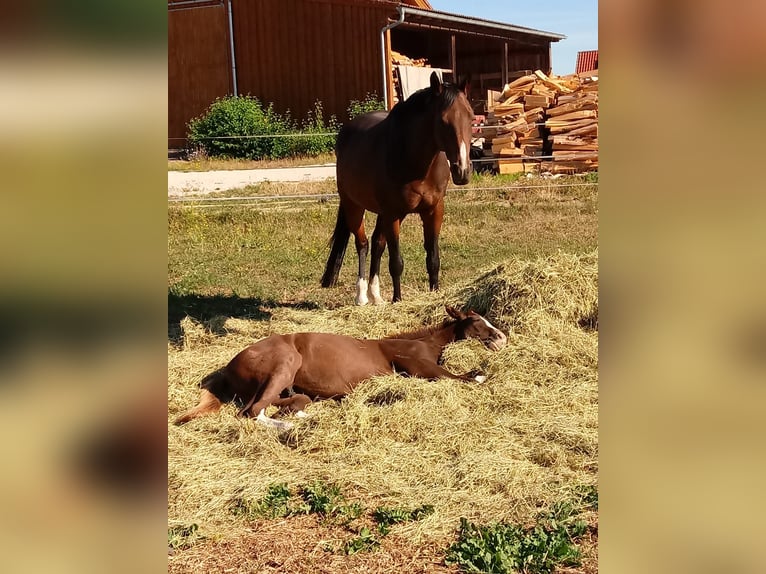 Oldenburger Merrie 17 Jaar 165 cm Bruin in Speichersdorf