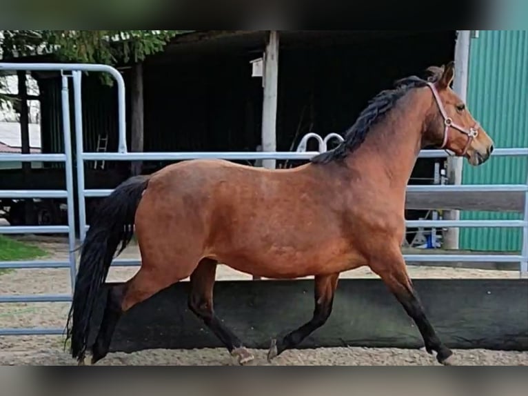 Oldenburger Merrie 17 Jaar 165 cm Bruin in Fredenbeck