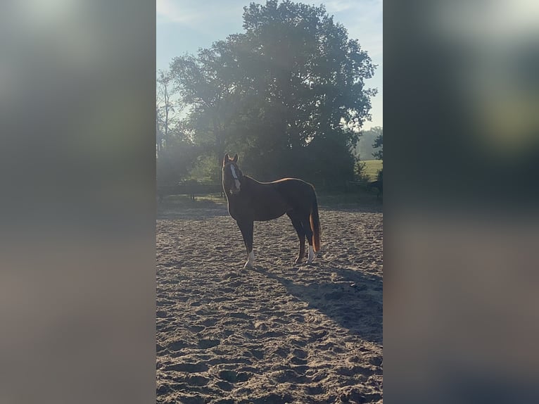 Oldenburger Merrie 17 Jaar 165 cm Donkere-vos in Bargfeld-Stegen