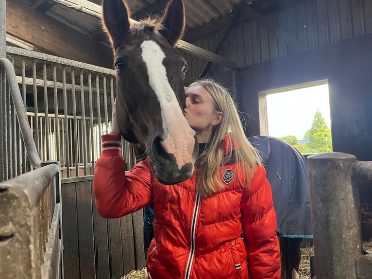 Oldenburger Merrie 17 Jaar 165 cm Donkere-vos in Bargfeld-Stegen