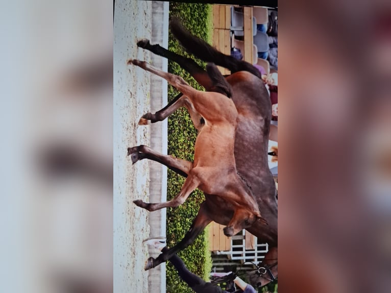Oldenburger Merrie 17 Jaar 166 cm Donkerbruin in Suhlendorf