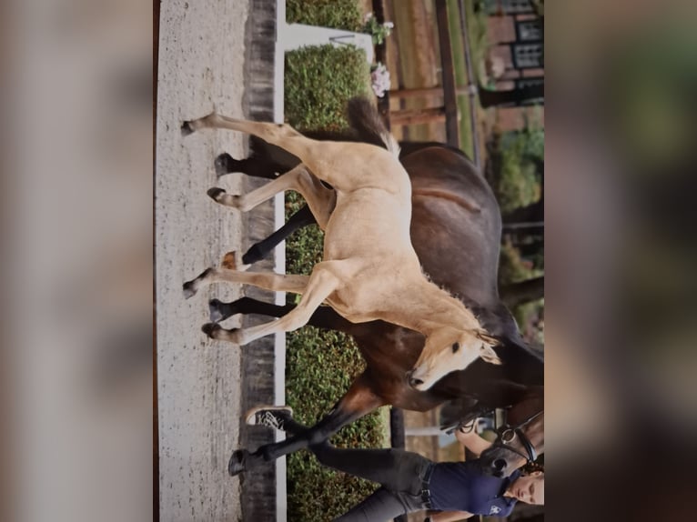 Oldenburger Merrie 17 Jaar 166 cm Donkerbruin in Suhlendorf