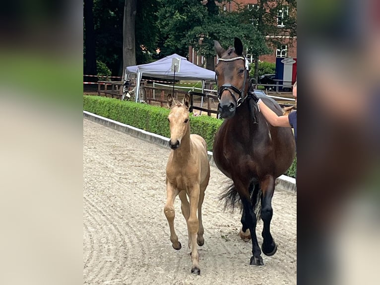Oldenburger Merrie 17 Jaar 166 cm Donkerbruin in Suhlendorf