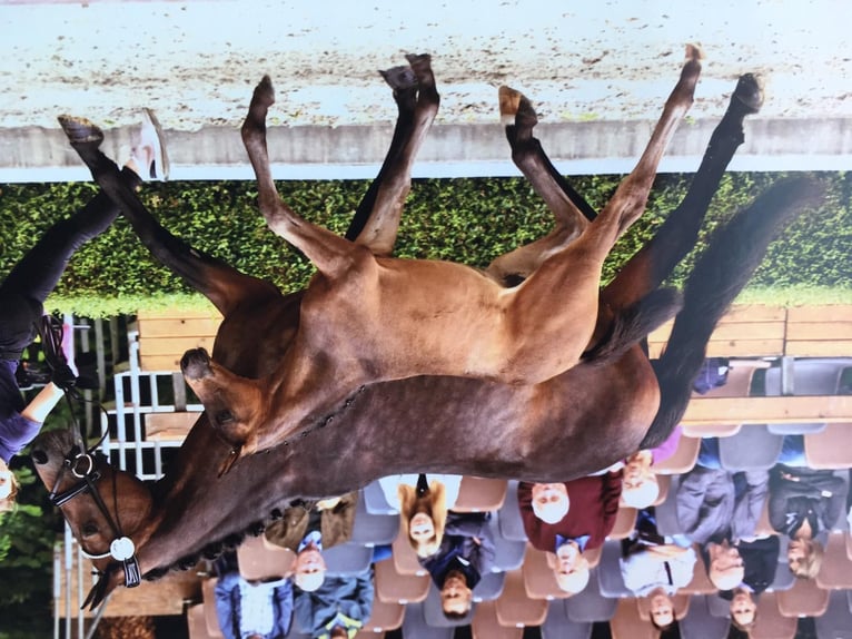 Oldenburger Merrie 17 Jaar 166 cm Donkerbruin in Suhlendorf