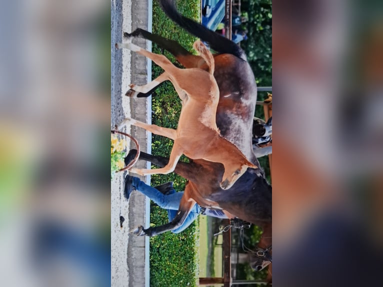 Oldenburger Merrie 17 Jaar 166 cm Donkerbruin in Suhlendorf