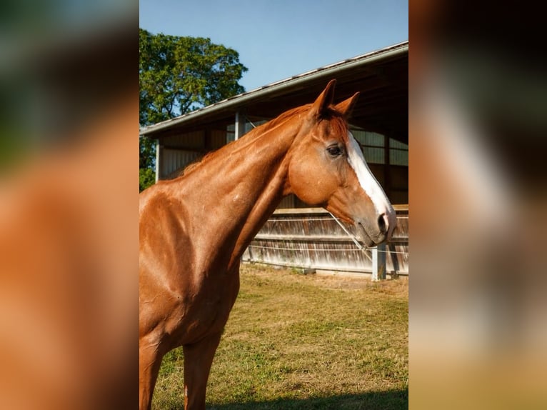 Oldenburger Merrie 17 Jaar 166 cm Vos in Fuldabrück