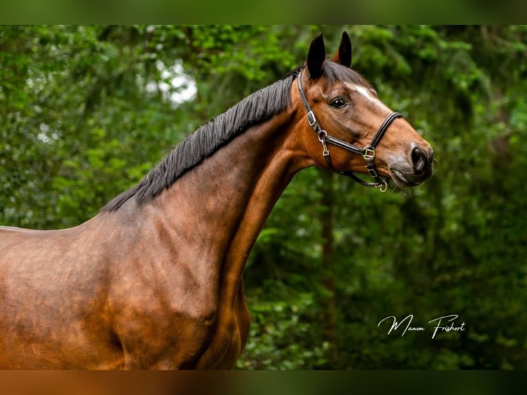 Oldenburger Merrie 17 Jaar 168 cm Donkerbruin in L&#xF6;ningen