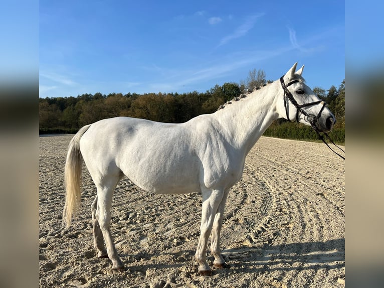 Oldenburger Merrie 17 Jaar 169 cm Wit in Sulęcinies