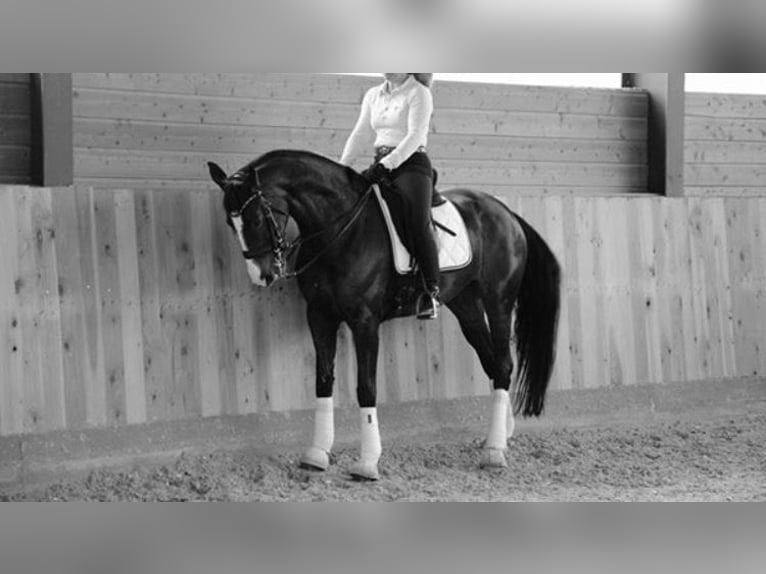 Oldenburger Merrie 17 Jaar 170 cm Bruin in Mülheim an der Ruhr