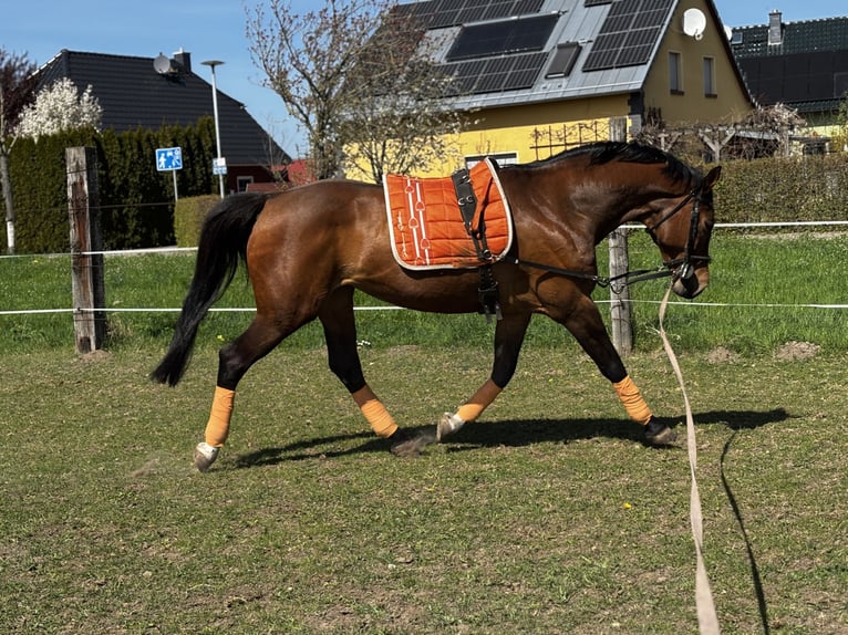 Oldenburger Merrie 17 Jaar 170 cm Bruin in Calbe
