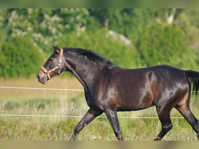 Oldenburger Merrie 17 Jaar 170 cm Zwartbruin in Großheide