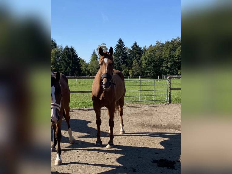 Oldenburger Merrie 17 Jaar 172 cm Vos in Neuhofen an der Ybbs
