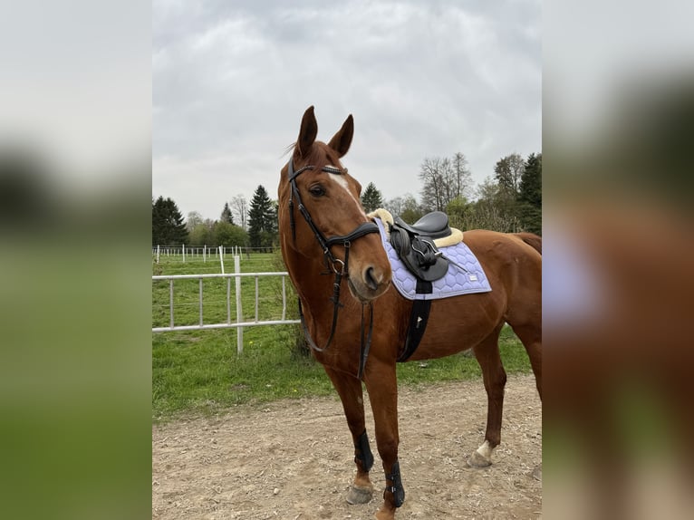 Oldenburger Merrie 17 Jaar 172 cm Vos in Neuhofen an der Ybbs
