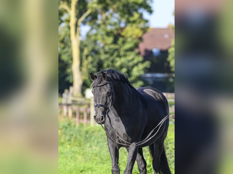 Oldenburger Merrie 17 Jaar Zwart in Jemgum