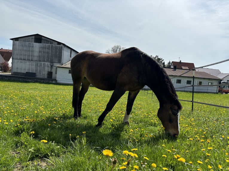 Oldenburger Merrie 18 Jaar 162 cm Donkerbruin in Erbach