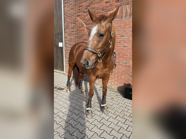 Oldenburger Merrie 18 Jaar 164 cm Donkere-vos in Gronau (Westfalen)
