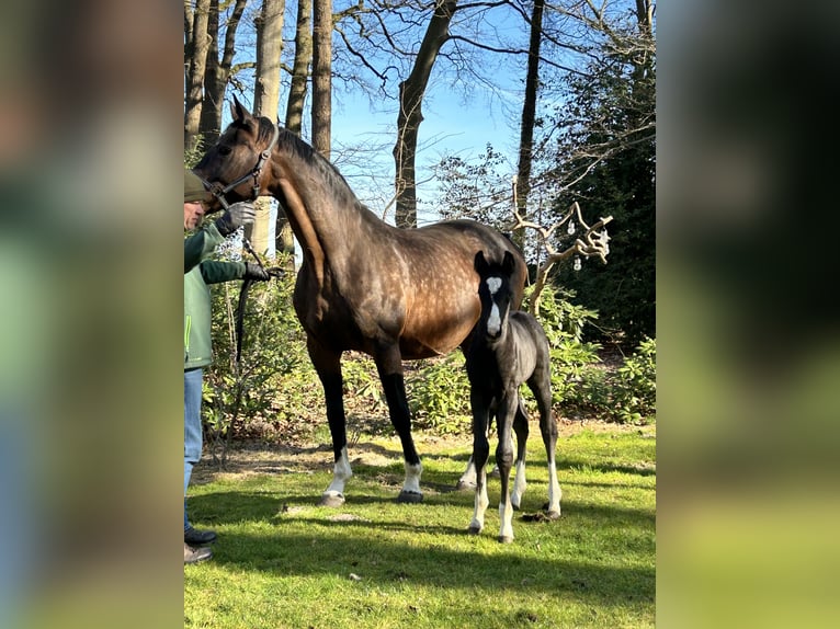 Oldenburger Merrie 18 Jaar 167 cm Bruin in Löningen