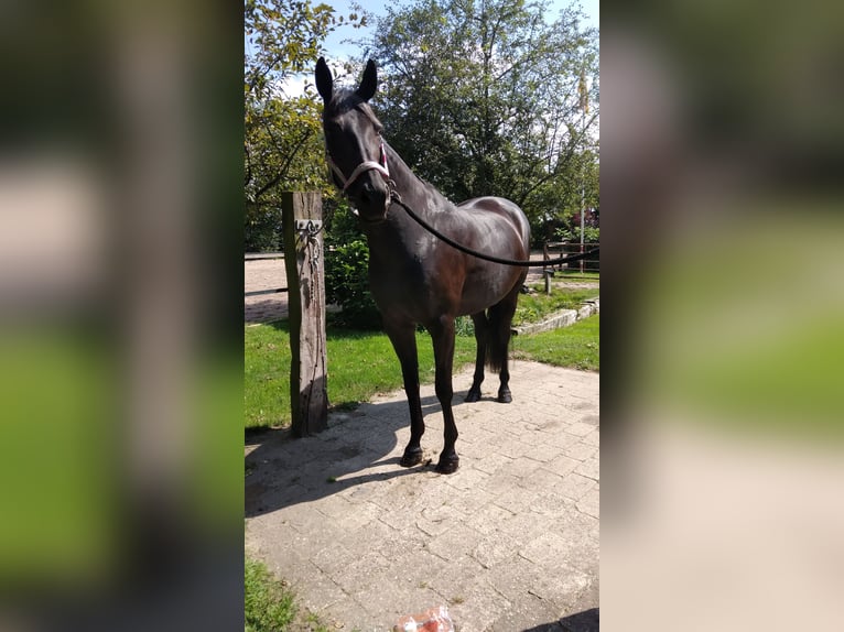 Oldenburger Merrie 18 Jaar 168 cm Donkerbruin in D&#xF6;tlingen