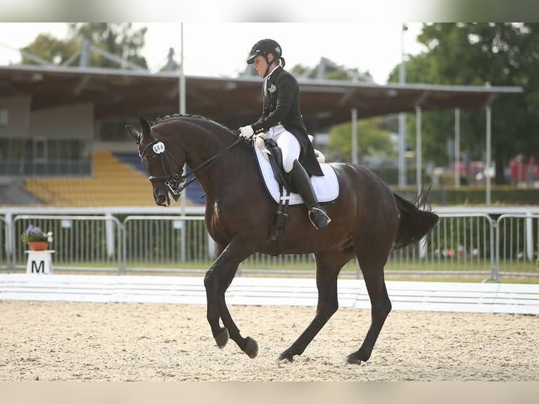 Oldenburger Merrie 18 Jaar 168 cm Donkerbruin in D&#xF6;tlingen