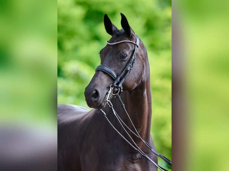Oldenburger Merrie 18 Jaar 168 cm Donkerbruin in D&#xF6;tlingen