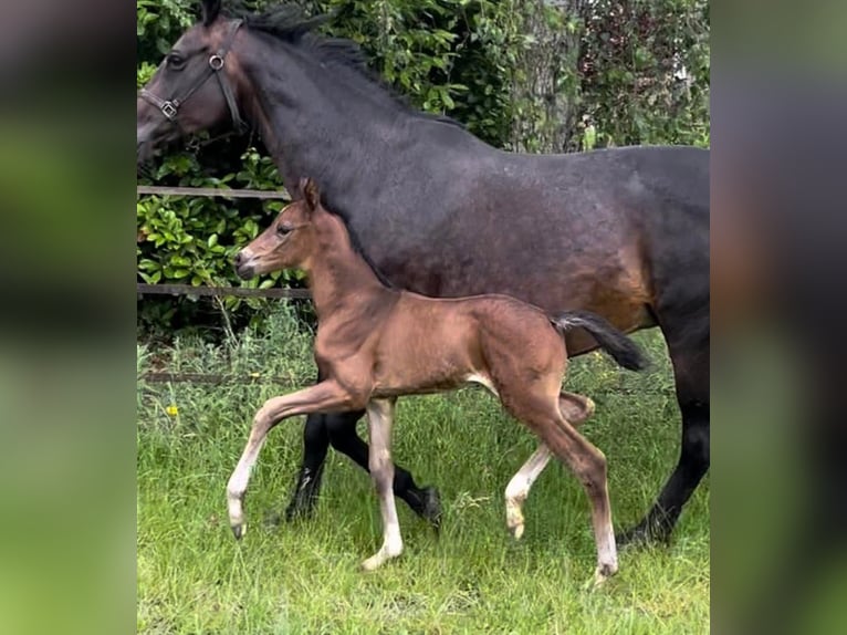 Oldenburger Merrie 18 Jaar 168 cm Zwartbruin in GROTE-BROGEL