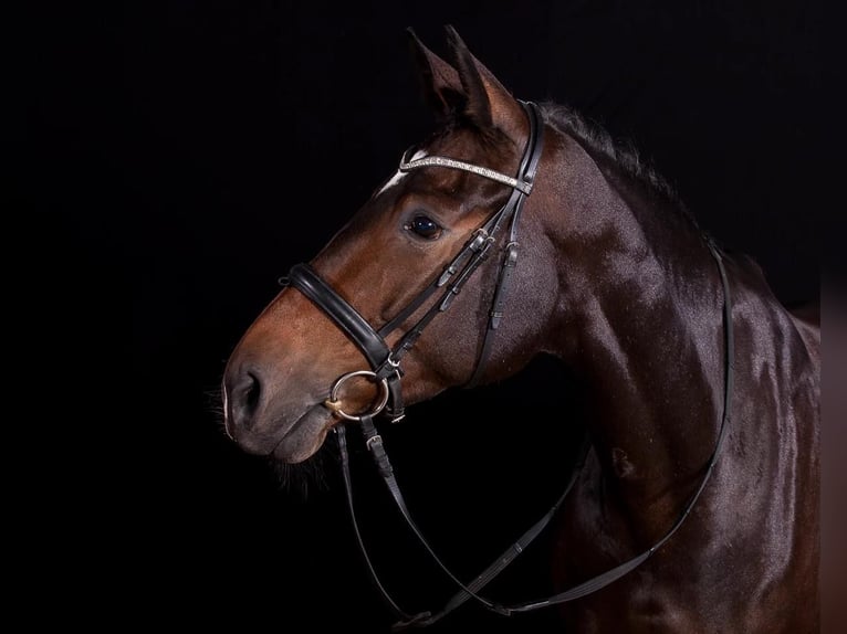 Oldenburger Merrie 18 Jaar 172 cm Donkerbruin in Borstel